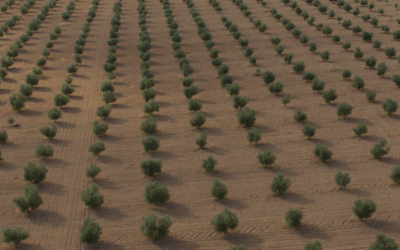 Plantacion olivos tierras de maitino