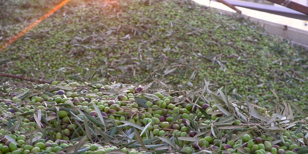 Welcome to Olive Harvest Season at Almazara Maitino!